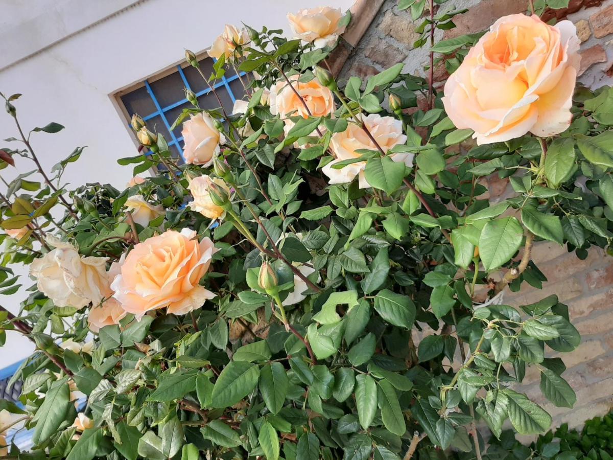 B&B La Casa In Campagna Collecorvino Kültér fotó