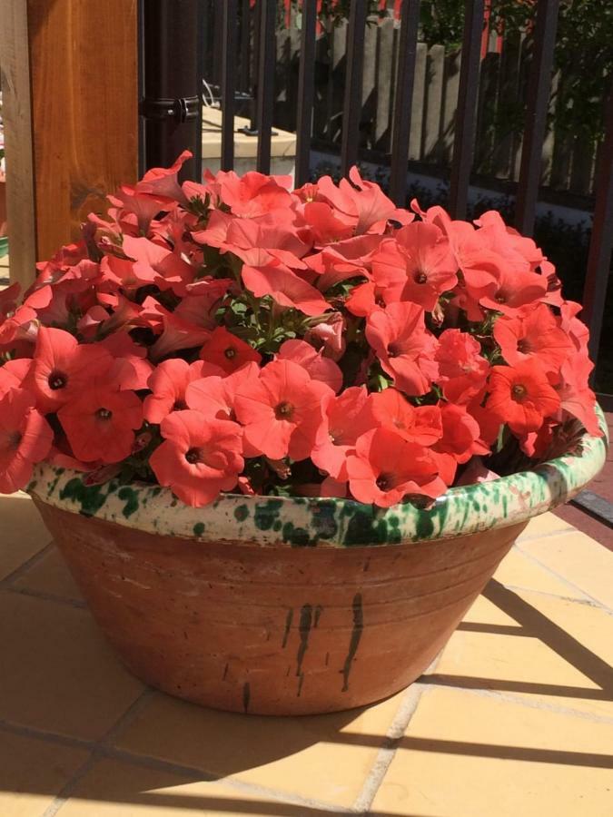 B&B La Casa In Campagna Collecorvino Kültér fotó